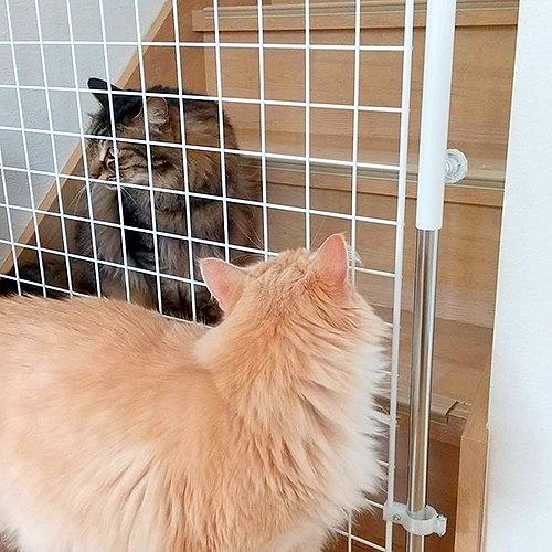 猫のメッシュ扉の格子（50mm角）越しの猫