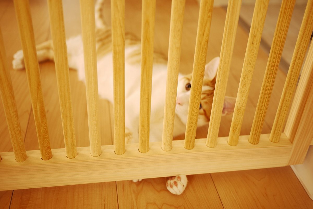 にゃんがーどの無垢材の格子（質感）